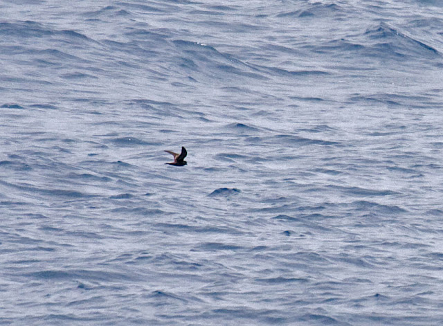 Ashy Storm-Petrel