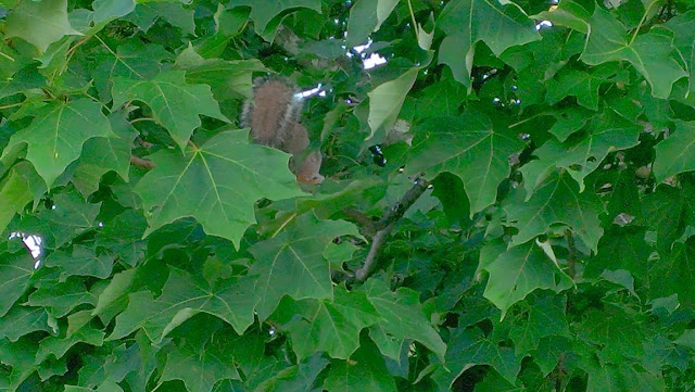 squirrel in the tree