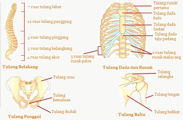 struktur dan fungsi tulang otot dan sendi pada manusia 