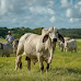 Brahman cow