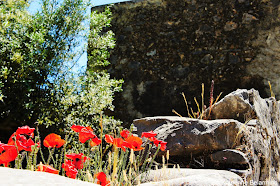 Red Anemones Samaria Gorge Hike Crete Greece