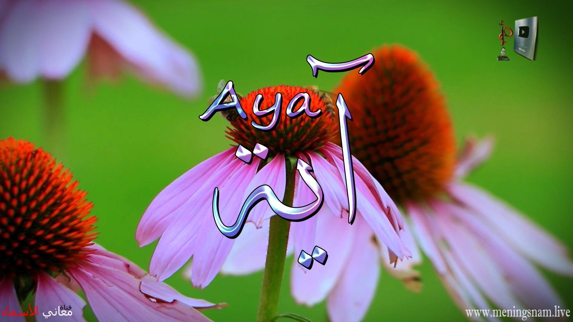 معنى اسم,  آية, وصفات, حاملة, هذا الاسم, Aya,