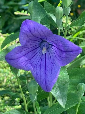 Single blue platycodon flower