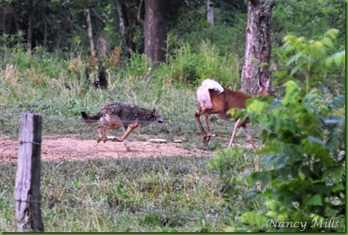 D2018-07-11 43 - Cades Cove Walk -  The Chase is ON