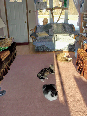 four cats in sunshine