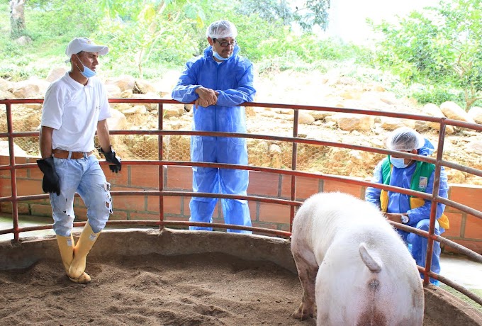 En articulación con Porkcolombia, CAS buscará que porcicultores de su jurisdicción apliquen técnicas amigables con el ambiente