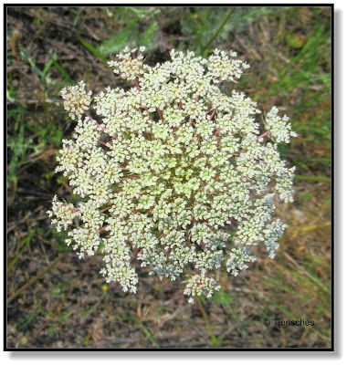 Wiesenblume