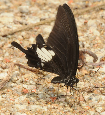 Blue Helen (Papilio prexaspes prexaspes)