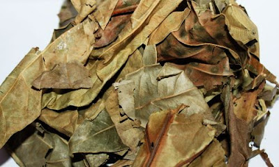 manfaat daun sukun kering bagi kesehatan