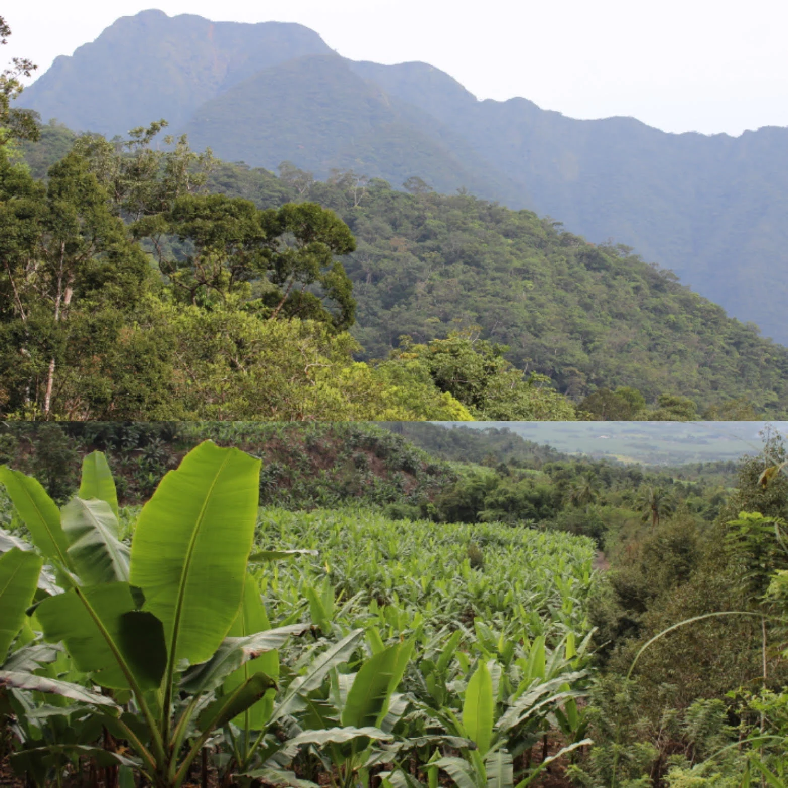 tropical forests have been converted into plantations (palm oil, banana, fruit trees