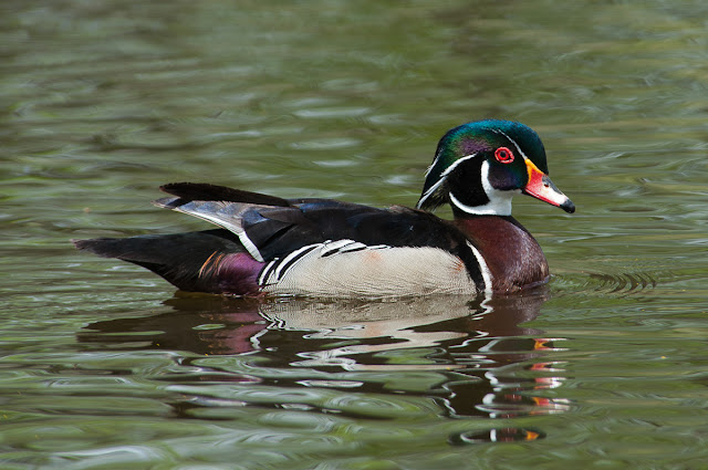 Wood duck at Sterne Park