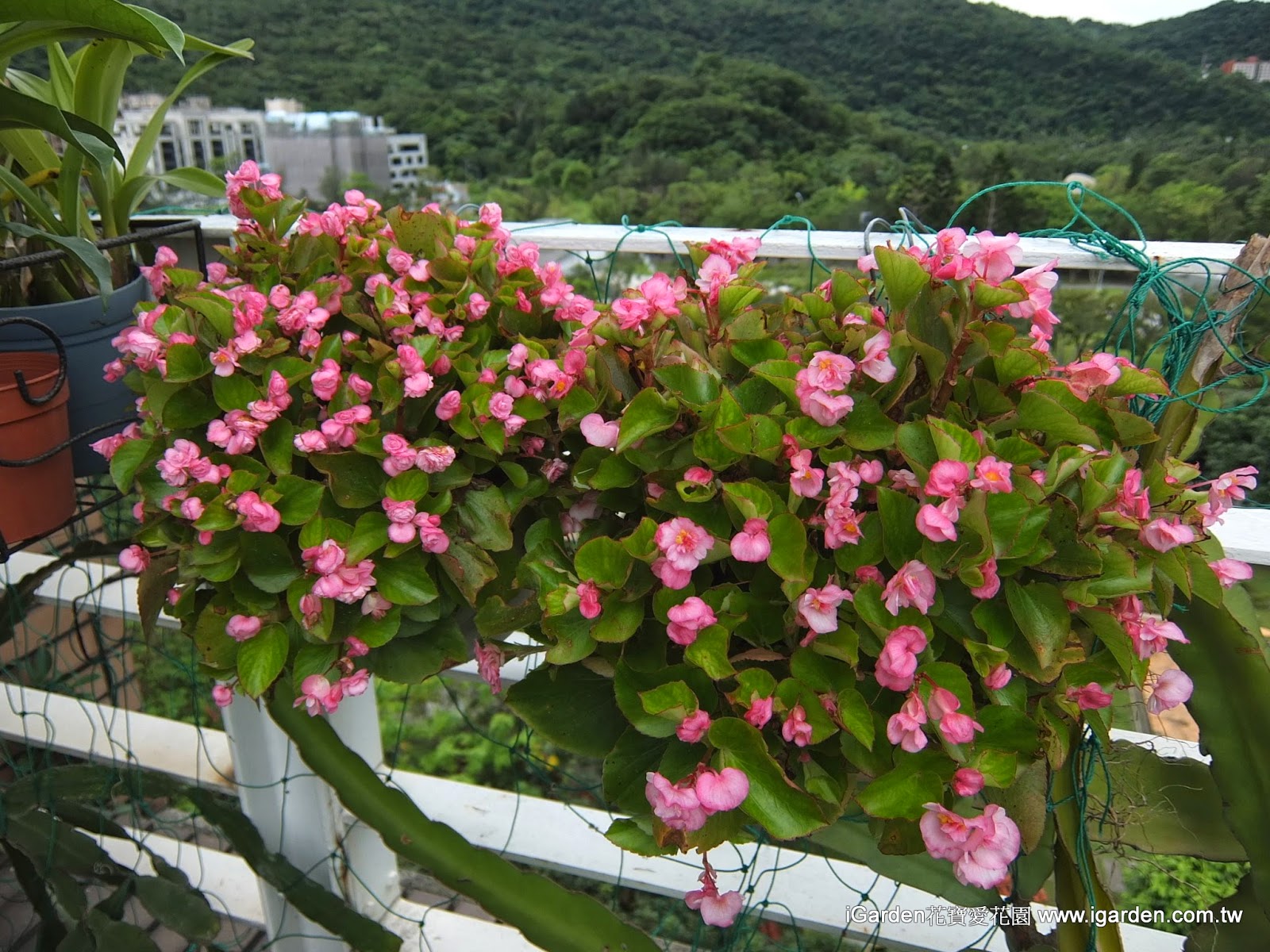 六月開什麼花 14年6月頂樓花園實錄 園藝部落格 Igarden 花寶愛花園園藝文摘plus