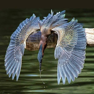 Foto de um Green heron, pássaro de porte médio pousado em um tronco grosso e seco próximo a superfície desfocada d´água verde, com o corpo bem inclinado para baixo, equilibra-se com as asas bem abertas formando um semicírculo côncavo que remete a um grande cocar composto por penas brilhantes grandes e fortes em degradée, na parte inferior, do marrom claro misturado com branco ao prata e chumbo, nas extremidades. Ao centro, o corpo longilíneo com plumagem amarronzada que finaliza na cauda com plumas em camadas cinza e branco que misturam-se às prateadas, sobre a cabeça cinza azulada, um boné que finaliza em ponta sobre o marrom do corpo, no longo e fino bico preto, um pequeno peixe recém pescado, da ponta do bico, escorre uma sequência de gotas devolvidas à superfície.