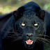 Black Panther Animal