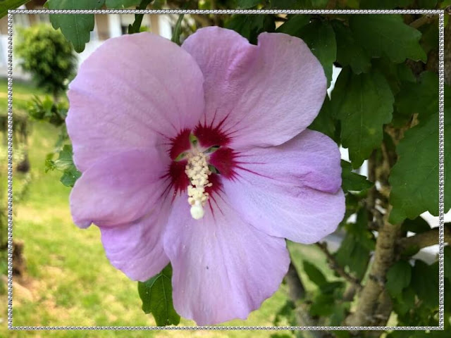 Hibiscos da Siria