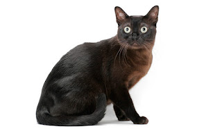 Kucing Burmese imut