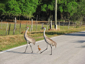 Funny animals of the week - 5 April 2014 (40 pics), bird family crossing road