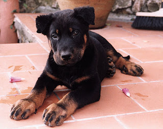 Beauceron Puppies