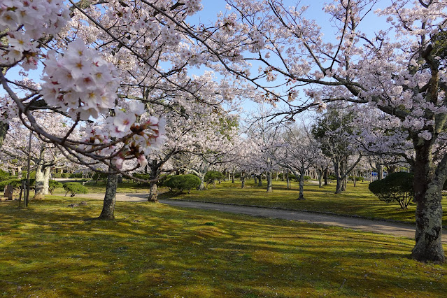 鳥取県米子市西町　港山公園　満開のソメイヨシノ桜