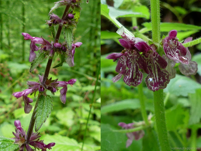 showy little flowers of purple and white with elaborate patterning making circles of six around the stem