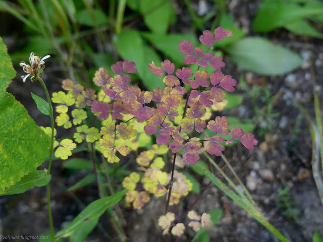 68: red and yellow leaves