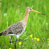 GPS volgt vogels