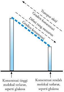 Contoh Difusi Melalui Membran Sel - Berita Jakarta