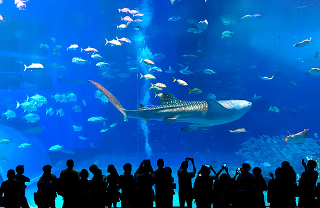 Aquarium in Okinawa