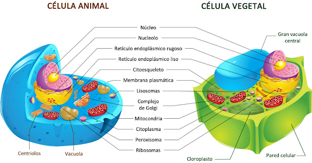  Comparativa