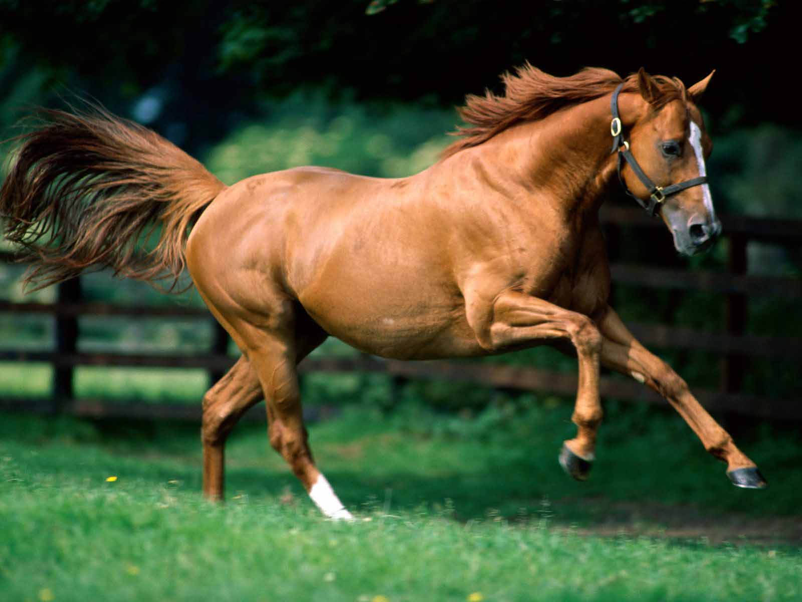 HD Wallpapers: Horse Wallpapers