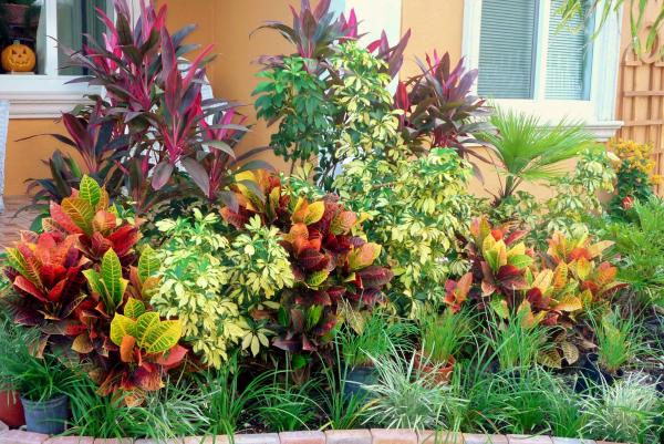 Landscape Plants For South Florida