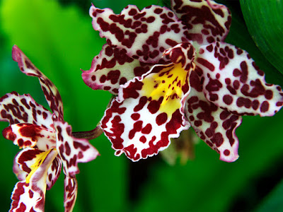 fotos de orquideas de colores