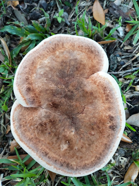 Seductive mushroom. Mobile, Alabama. July 2022. Credit: Mzuriana.