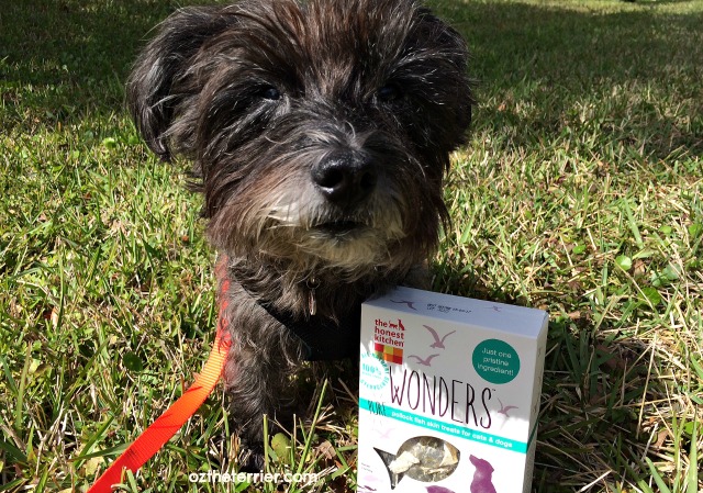 Oz the Terrier The Honest Kitchen Wonders treats for dogs and cats
