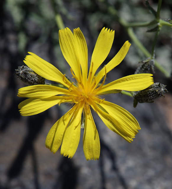 Крепидиаструм тонколистный / Юнгия тонколистная (Crepidiastrum tenuifolium, =Youngia tenuifolia)