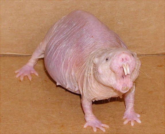 Naked mole rat