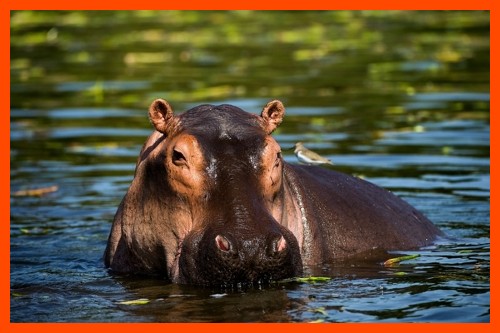 A picture of a hippopotamus