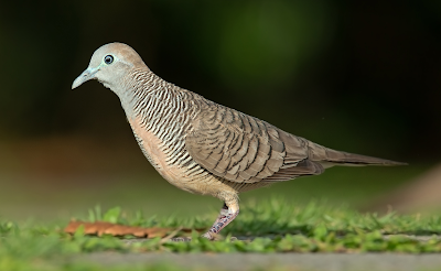 Puisi Burung Perkutut Terbaru