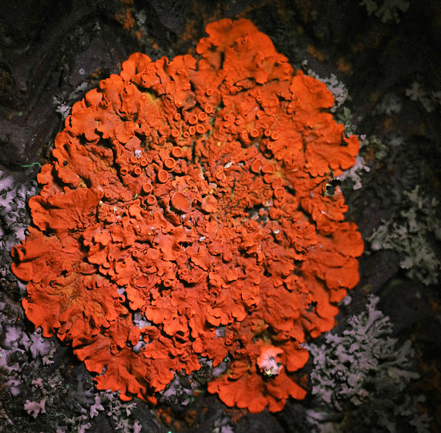 Xanthoria parietina on a brick wall in Hayes by UV light. 21 January 2017.