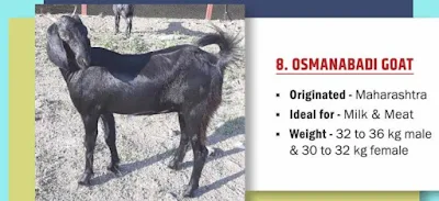 Osmanabadi Goat