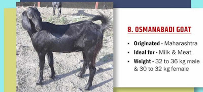 Osmanabadi Goat