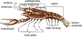  kehilangan nafsu makan dan mengurangi konsumsi pakan PENGARUH HUJAN TERHADAP BUDIDAYA UDANG