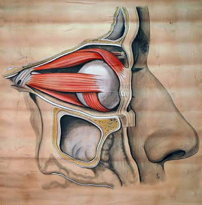 Straightening Eye Muscles