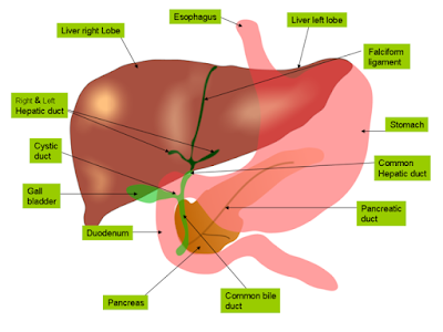 Labelled diagram of liver | Liver images | Human liver diagram