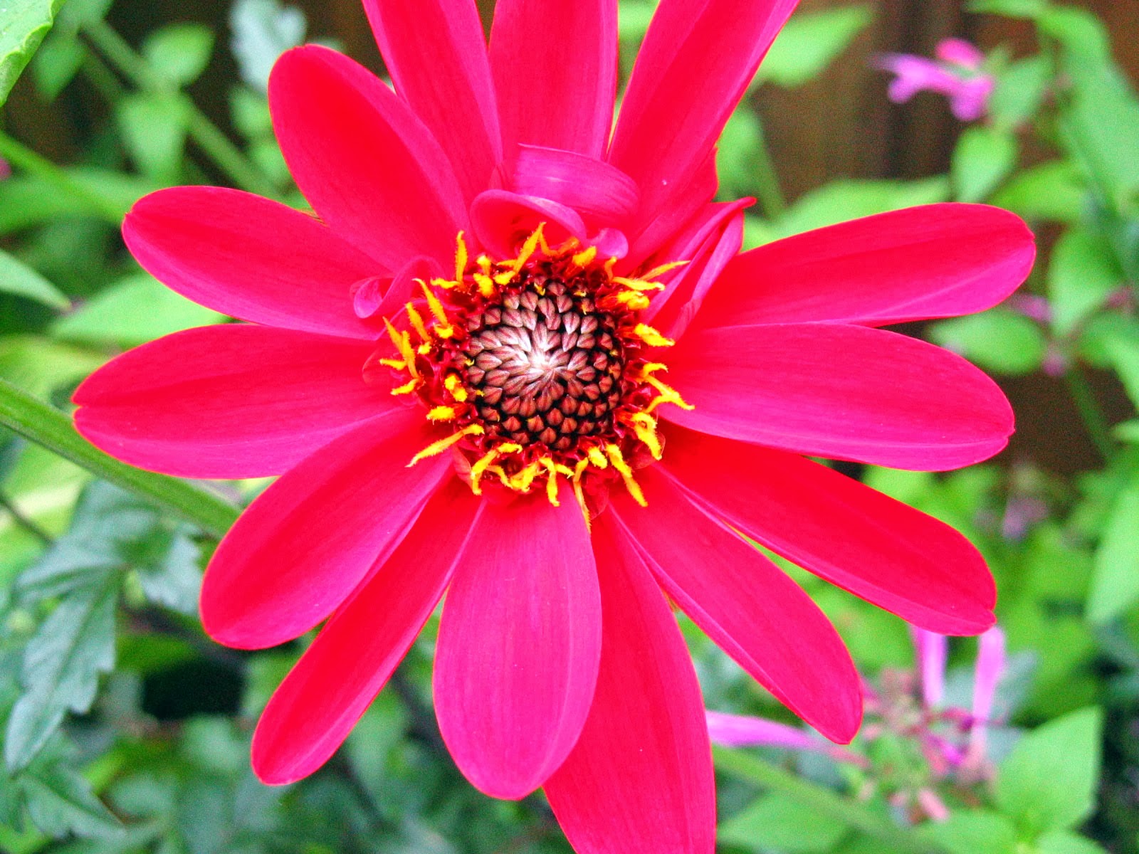 types of red flowers names Vibrant Red Flower | 1600 x 1200