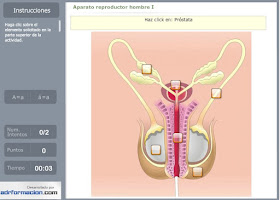 http://www.ceiploreto.es/sugerencias/florentino/laminas_interactivas/aparato_reproductor_hombre01/actividad.html