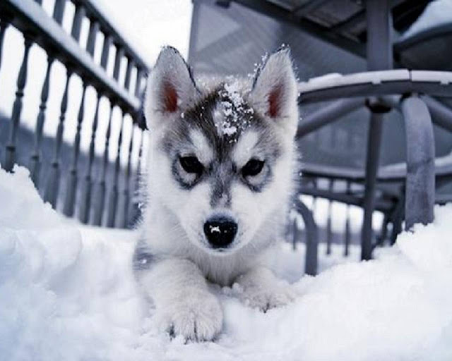 Tips for Keeping Your Dog Healthy and Safe During Winter