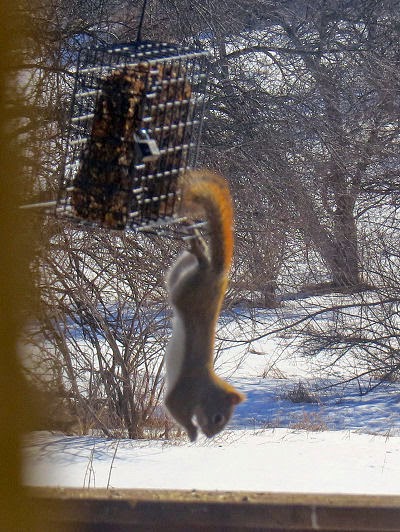 red squirrel