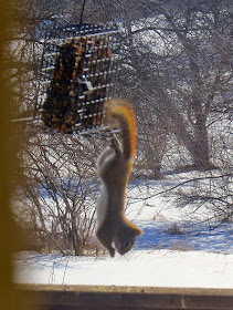 red squirrel