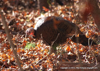 Wild Turkeys